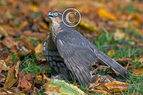 Sparrowhawk with Grey Partridge DM0462